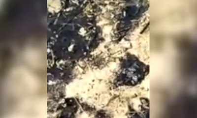 Pantai Pulau Pari Tercemar Tumpahan Minyak