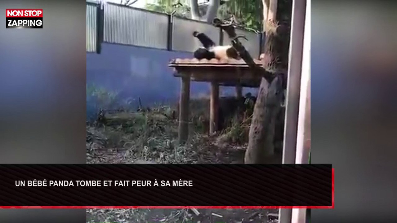 Un bébé panda tombe et fait peur à sa mère (Vidéo)