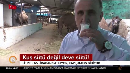 Kuş sütü değil deve sütü