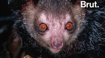 Le aye-aye, menacé à cause de superstitions