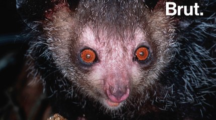 Le aye-aye, menacé à cause de superstitions