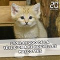 D'adorables chatons des sable, nouvelles mascottes du zoo de la Tête d'Or