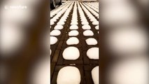 Thousands of 'snow buns' appear in Beijing parking lot