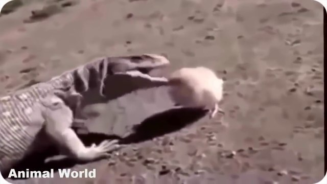 Komodo Dragon Attacks Komodo Dragon vs King Cobra Komodo Dragon Documentary 2018