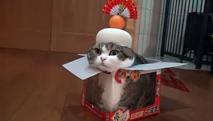 Küçük Kutuya Girmeye Çalışan Kedi