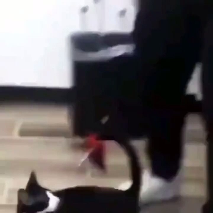 oyun oynarken çöp tenekesine uçan kedi