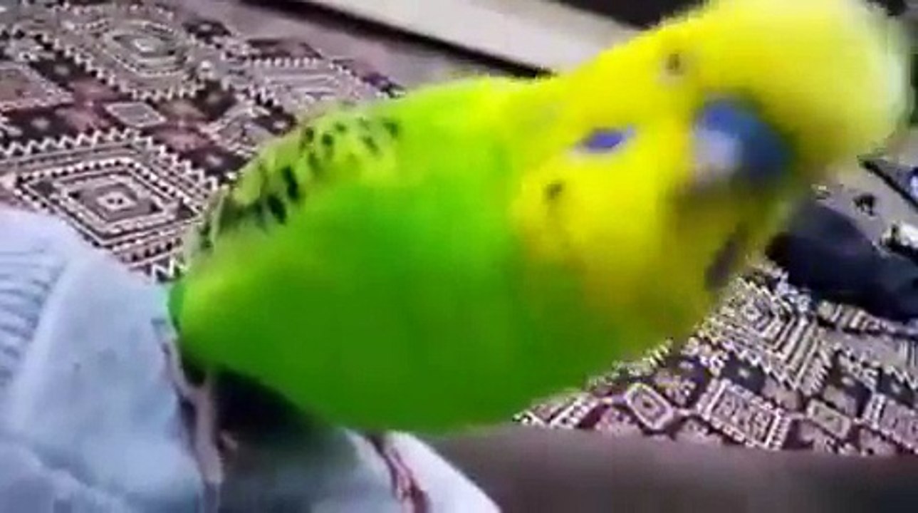 Şehitler Ölmez Vatan Bölünmez Diyen Muhabbet Kuşu