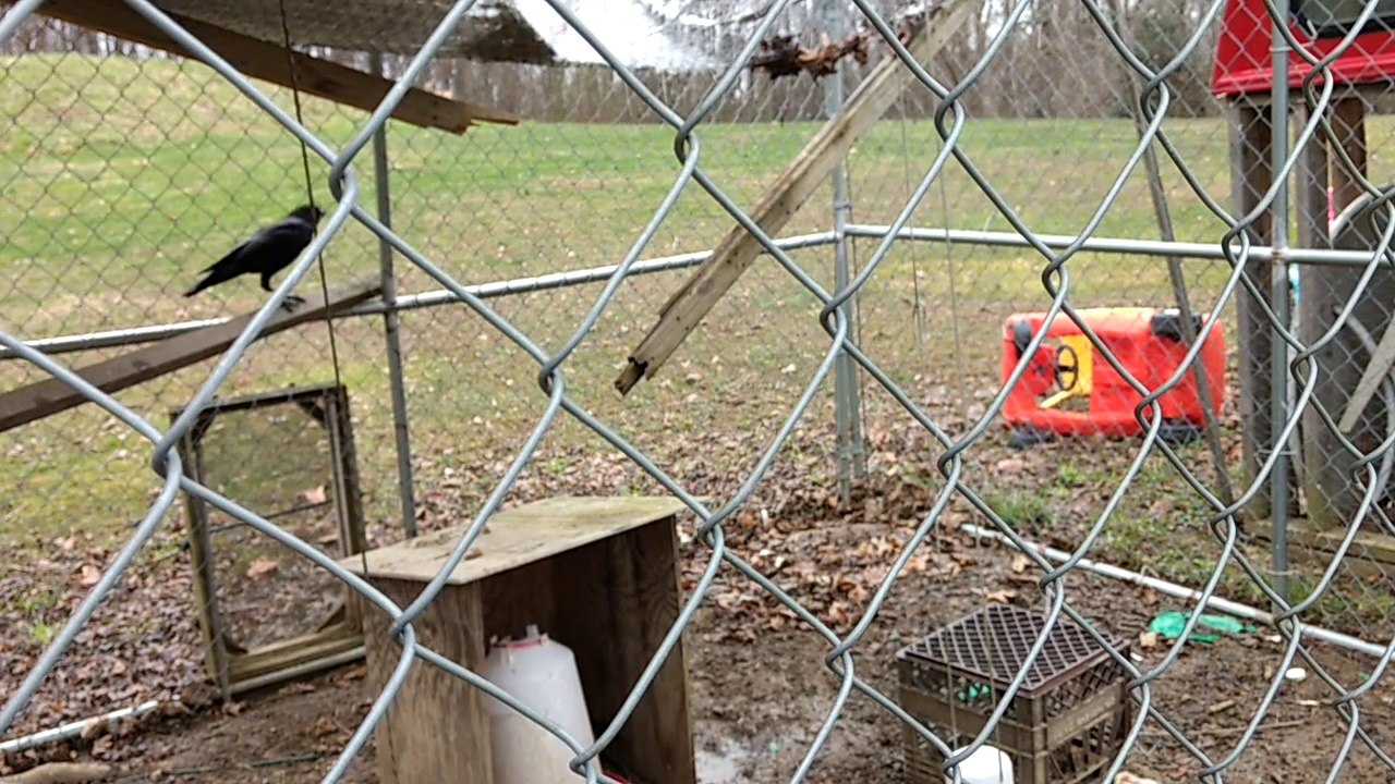 Crow And Chicken