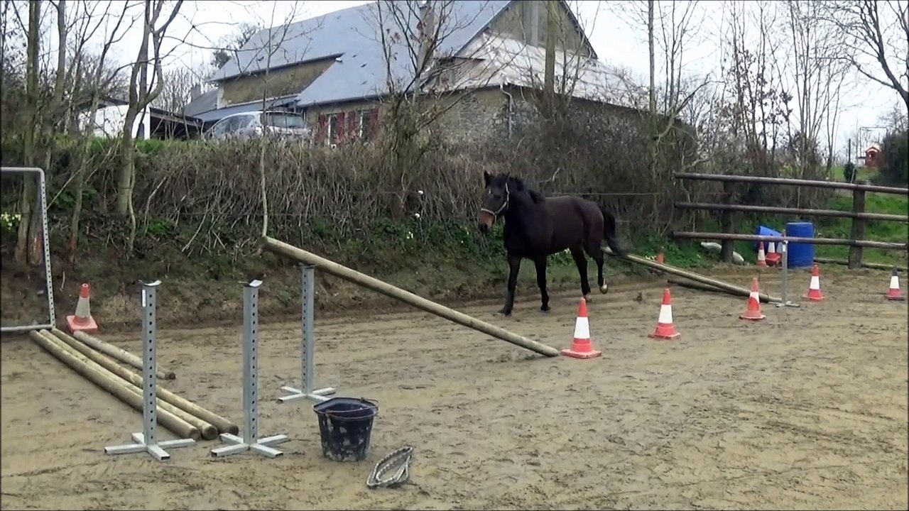 Falkho des Edènes 3 ans entraînement 1