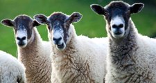 Esrar Yiyen Koyunlar Köyün Altını Üstüne Getirdi