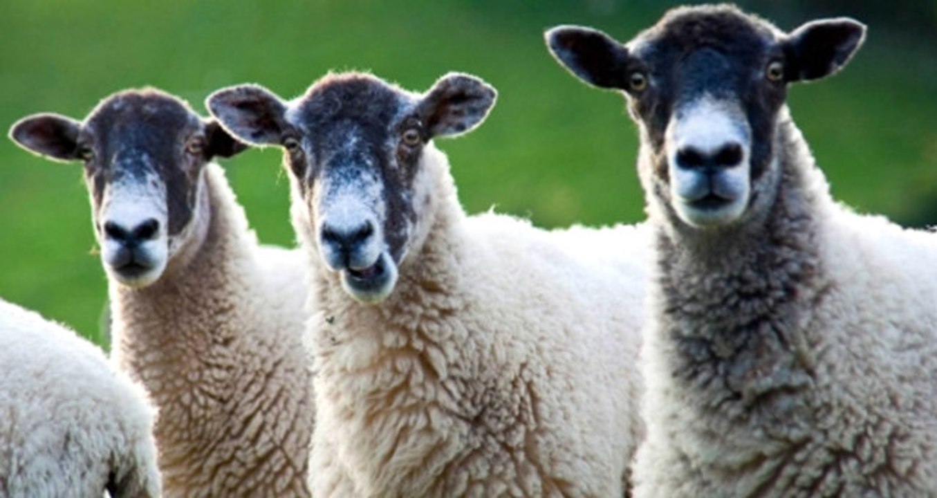 Esrar Yiyen Koyunlar Köyün Altını Üstüne Getirdi