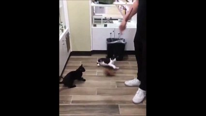 Quand ton chat fini dans la poubelle en pleine seance de jeu