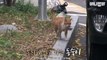 Ce chat de gouttière partage sa nourriture avec des chatons abandonnés ! Magnifique