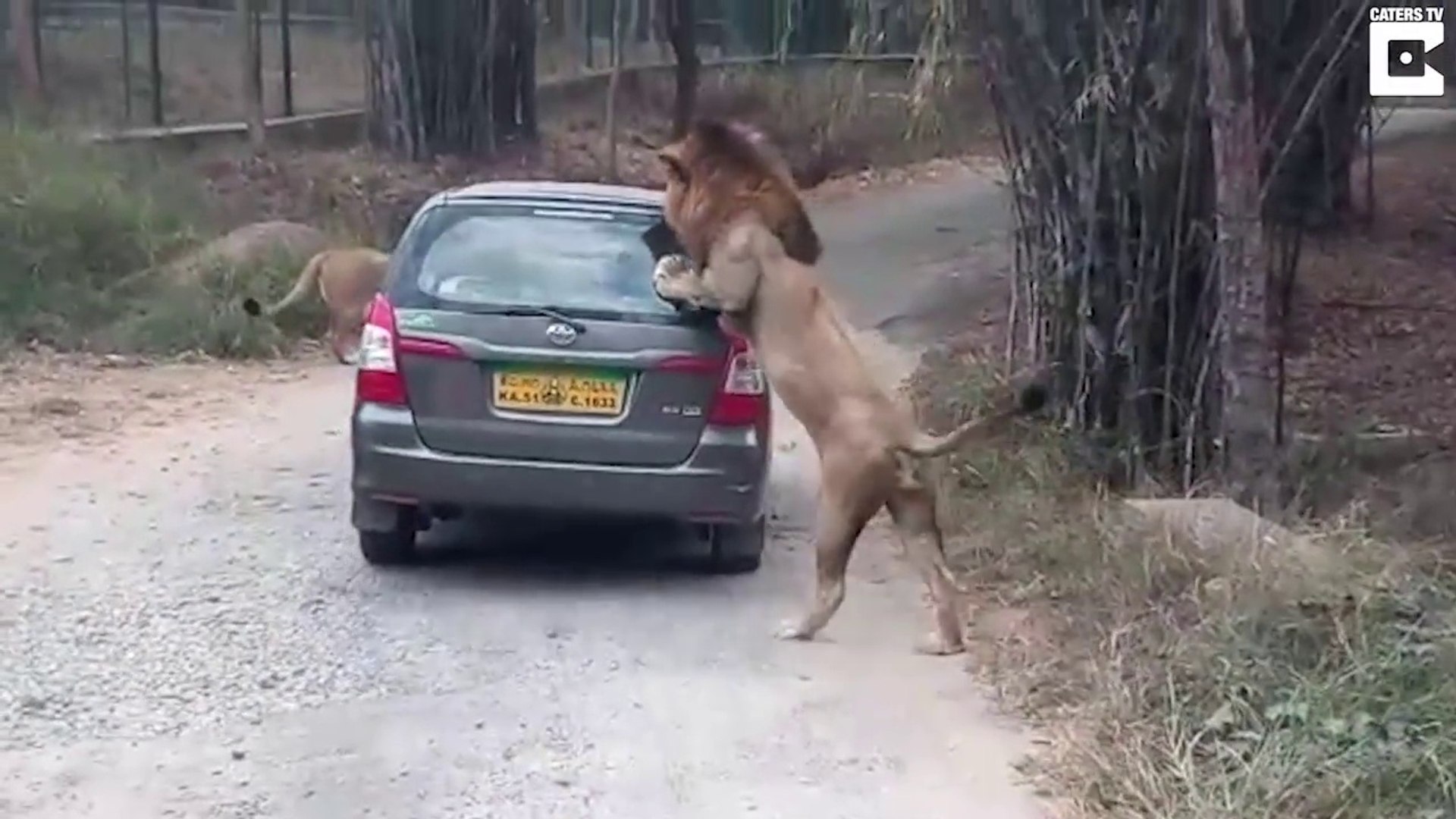⁣Un lion en colère s'en prend à une voiture... Chaud