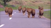 Ces passagers d'une voiture ont vu 13 lions approcher d'eux. Terrifiant et incroyables