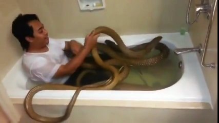 Il prend son bain avec un cobra royal... Fou