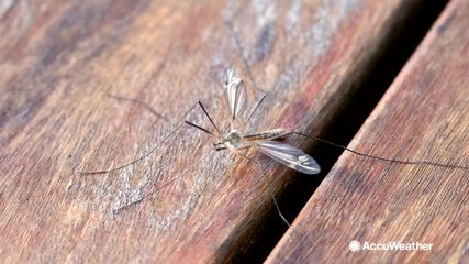 Does a harsh winter mean less bugs in the summer?