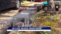 Woman Charged with Animal Cruelty After 29 Cats Seized from Home