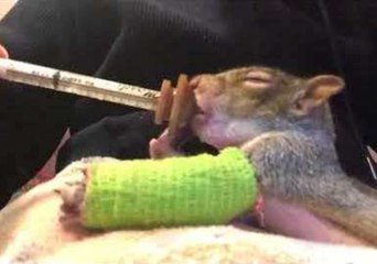 Baby Squirrel With Broken Arm Is Recovering and as Cute as Ever