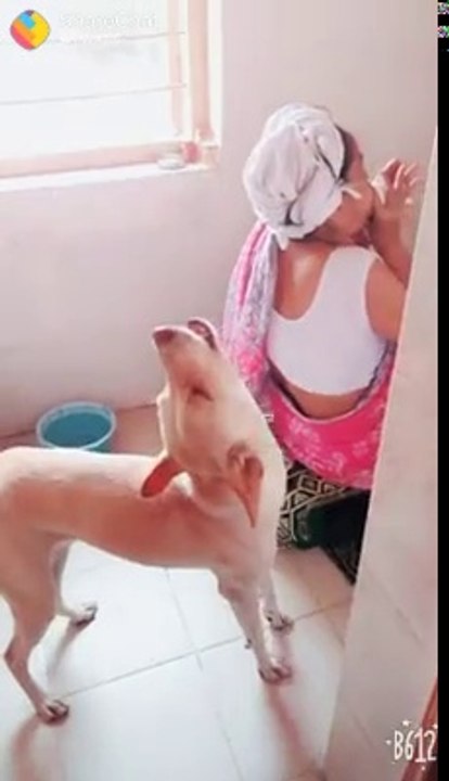 Funny video with dog