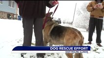 Illinois Firefighters Rescue Dog, Owner from Frigid Waters