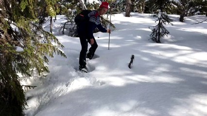 Capercaillie Buried in Snow