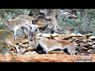 cabras montesas de la sierra del segura /bogarra  /albacete.