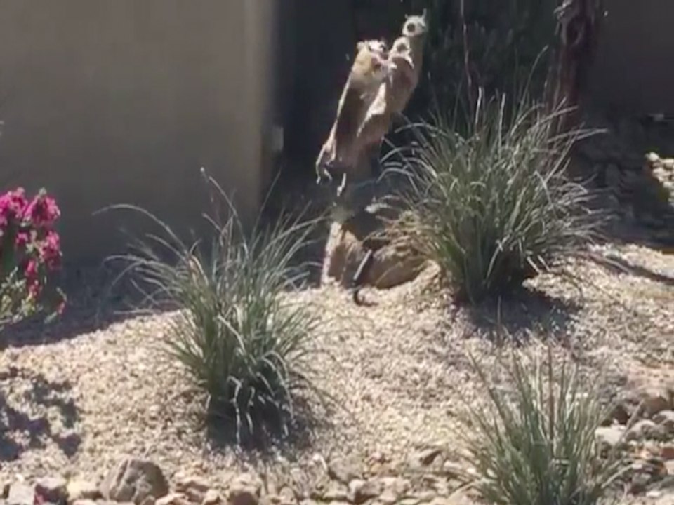 BOBCAT VS. BOBCAT! Territory tussle captured in Scottsdale  - ABC15 Digital