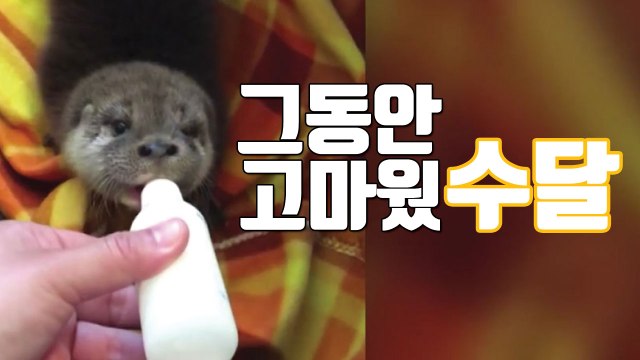 [자막뉴스] '튼튼하게 자라거라'...구조했던 수달 2마리 방사 / YTN