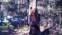 Un oso bailarín ensaya unos originales pasos de danza