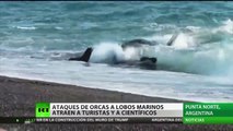 Ataque de orcas a lobos marinos atrae a turistas y científicos a Argentina