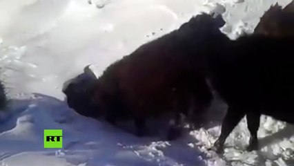 Cuatro vacas y un pastor desaparecen bajo la nieve como si fueran marmotas