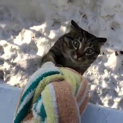 PARKOUR KITTIES! - Try Not to Laugh