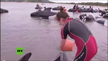 Más de 400 ballenas quedan varadas en Nueva Zelanda