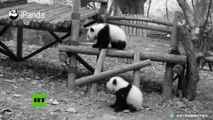 Fallo grave: La dura vida diaria de los osos panda en un criadero de Chengdú (China)