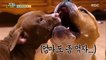 [Haha Land 2] 하하랜드2 -Take care of your mother's body. 20180411