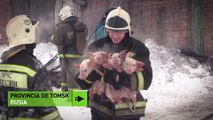 Épica evacuación de cerdos: Los bomberos salvan a unos lechones de una granja en llamas