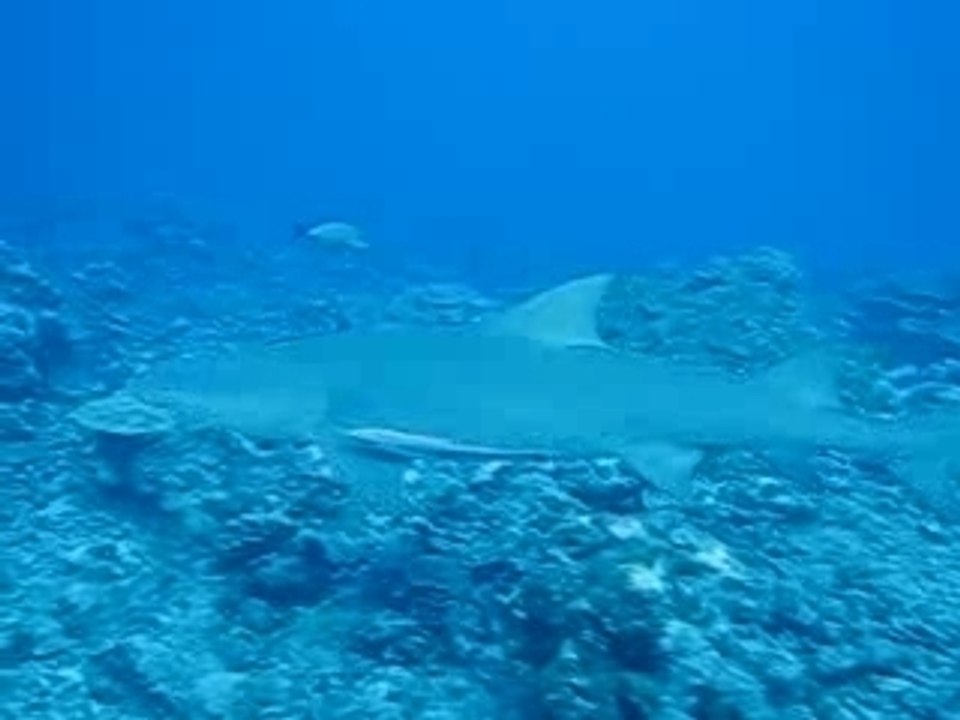 requins citrons bora bora