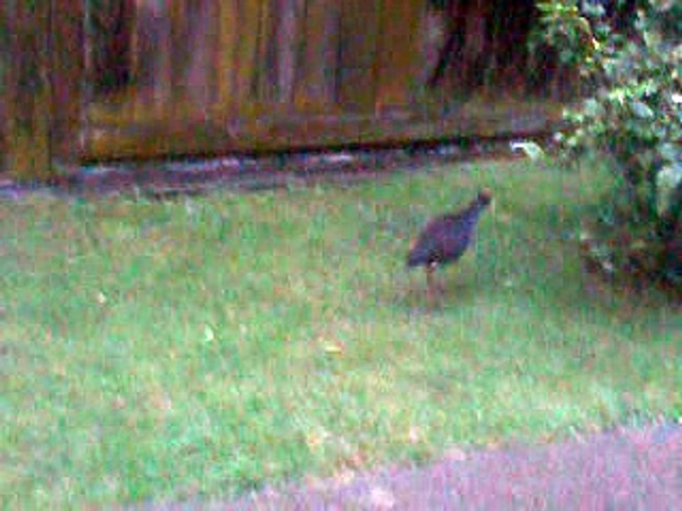 Gezza's Stream:Cold wet day at Pookden Manor