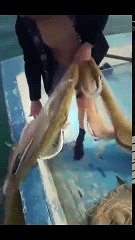 Kaptan Mehmet Nehir - Çevirme ile Turna Avı. | Kalkan kardeşler jigging videoları