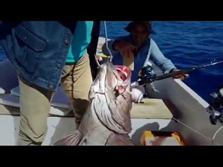 Daiwa Tanacom İş Başında - 750 Metre'de Pertlek Avı - (Bora Kaptan) | Kalkan kardeşler jigging videoları