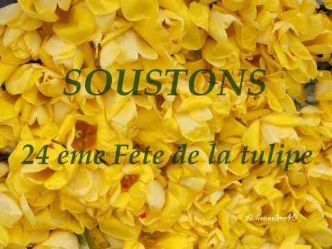 SOUSTONS - 24 éme fête de la tulipe