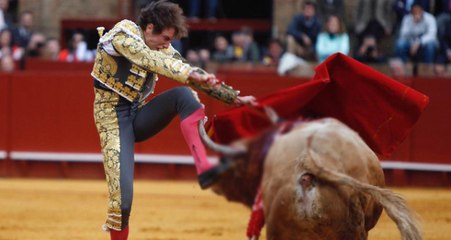 Boğa Güreşlerinde Mızrak Saplanan Boğanın İntikamı Acı Oldu