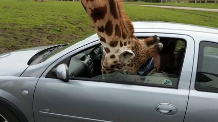 Une femme coince la tête d’une girafe avec la fenêtre de sa voiture