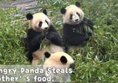 Panda Learns a Life Lesson Over Lunch