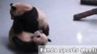 Naughty Pandas Wrestle Each Other