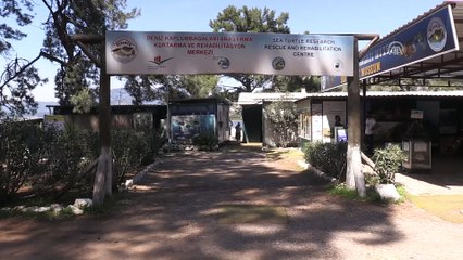 Uluslararası caretta nöbetinin gönüllü ordusu  - MUĞLA