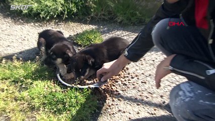 Gökhan İnler'in hayvan sevgisi sınır tanımıyor