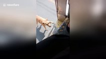 Stray dog chases bus until driver adopts her