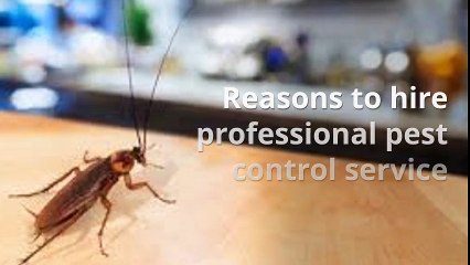 Pest Control Services - TODAY'S Dubai